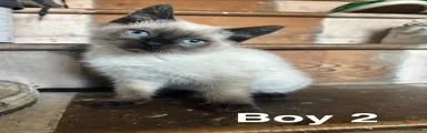 Ragdoll Kitten 2