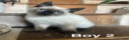 Ragdoll cats for sale: 2 ragdoll boys  - Advert 4