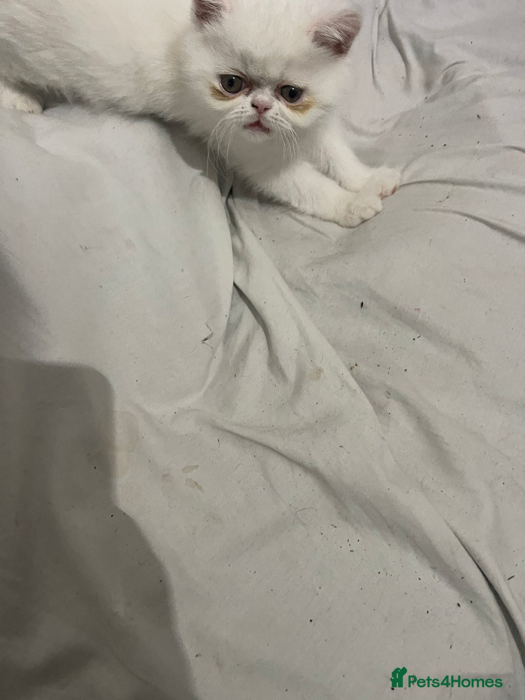 Persian cats for sale: Persian super  **  kittens  - Advert 5