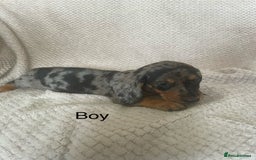 Dachshund dogs for sale: Gorgeous dachshund puppies  - Image 8