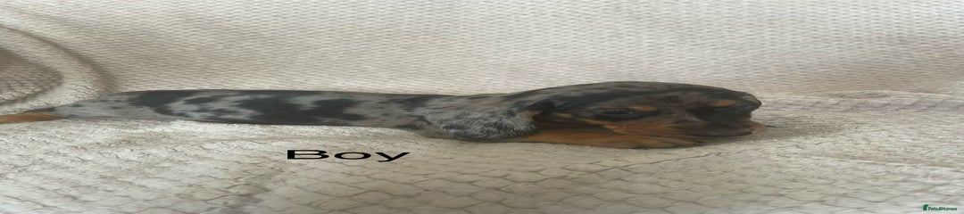Dachshund Puppy 3