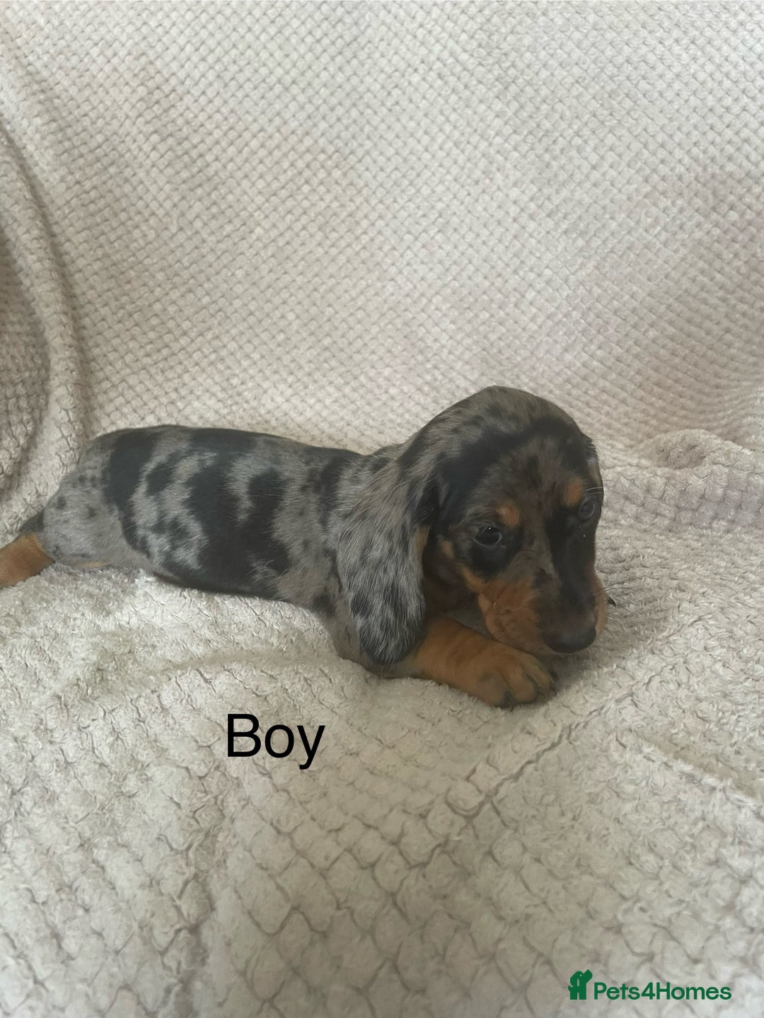 Dachshund dogs for sale: Gorgeous dachshund puppies  - Image 8
