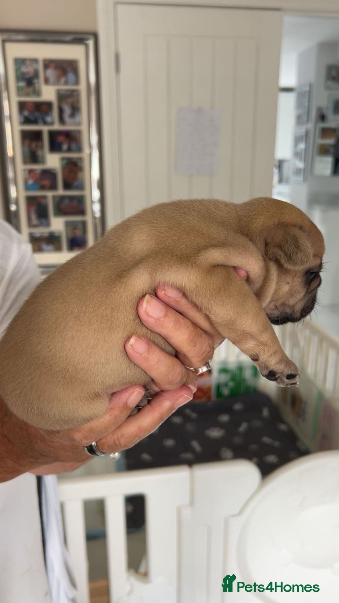 French Bulldog dogs for sale: French Bulldog puppies - Image 23