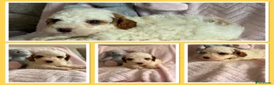 Cavapoo 7