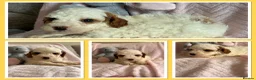 Cavapoo dogs for sale: Gorgeous F1B Cavapoo puppies - Advert 31