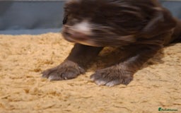 Mixed Breed dogs for sale: Beautiful Clumber spaniel x sprockers  - Image 5