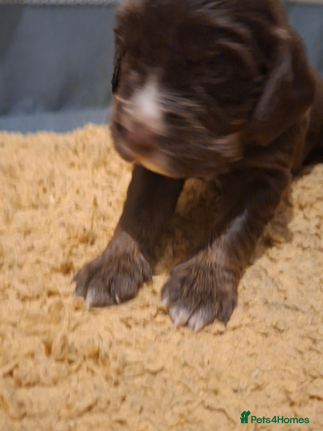 Mixed Breed dogs for sale: Beautiful Clumber spaniel x sprockers  - Image 5