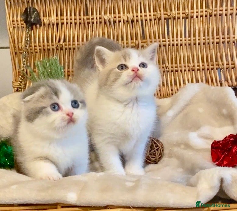 Scottish Fold cats 🧸😻CHAMPION LINE TICA ACTIVE SCOTTISH/BSH😻🧸 - Advert 7