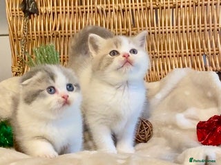 Scottish Fold cats 🧸😻CHAMPION LINE TICA ACTIVE SCOTTISH/BSH😻🧸 - Advert 7