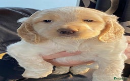 Cocker Spaniel dogs for sale: Amazing Chunky Working Cocker spaniel Puppies - Image 9