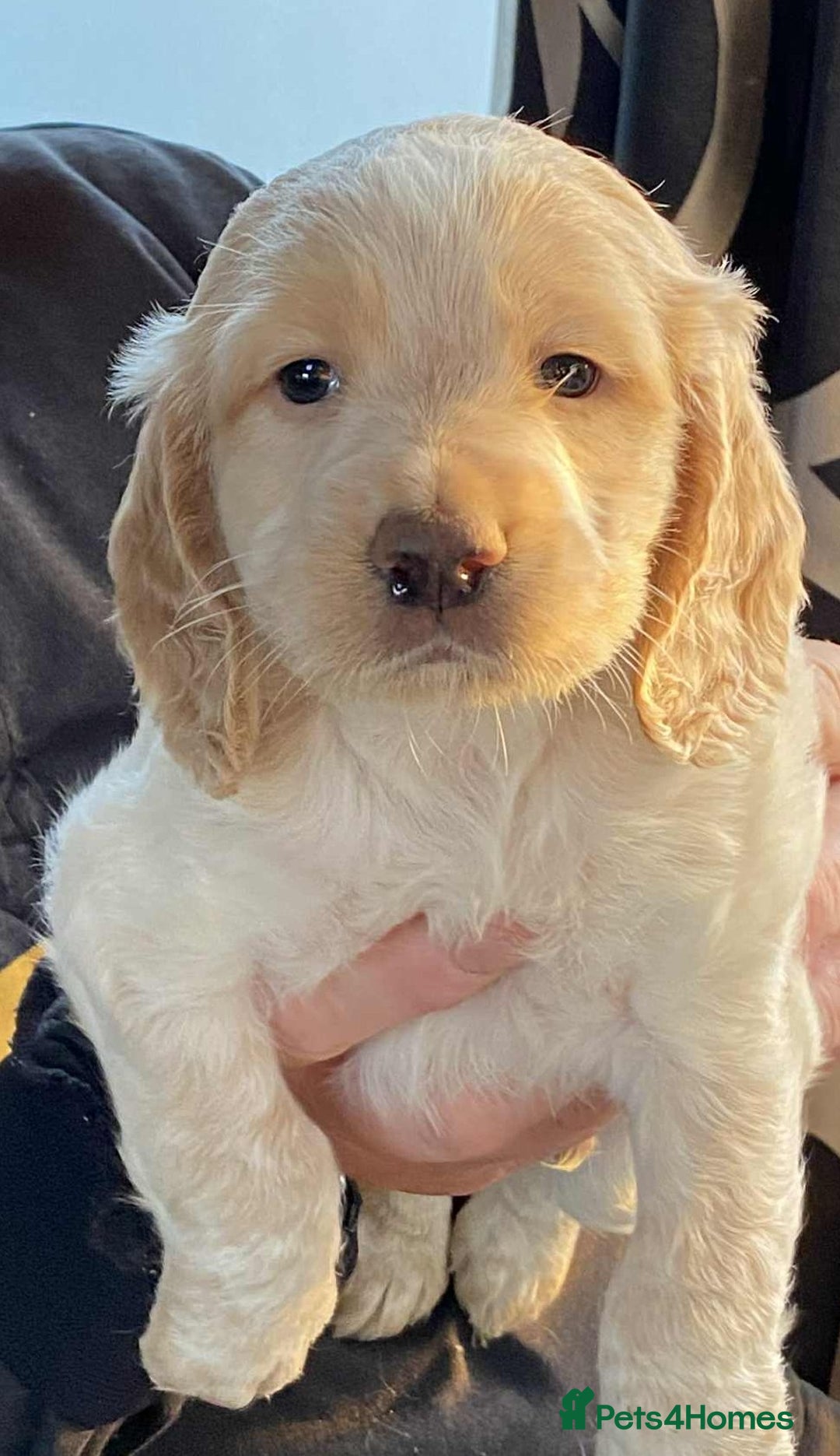 Cocker Spaniel dogs for sale: Amazing Chunky Working Cocker spaniel Puppies - Image 9