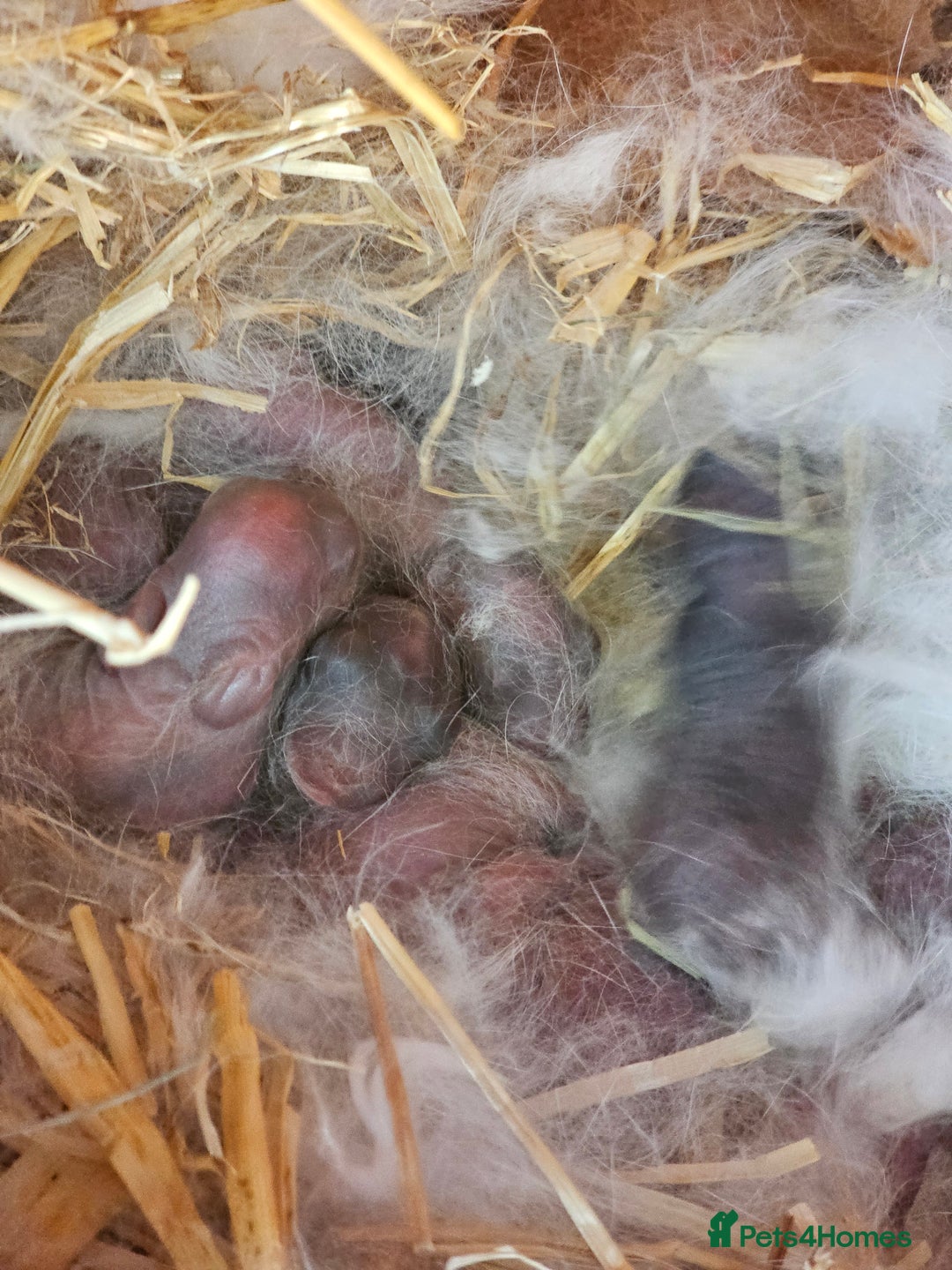 Mini Lop rabbits for sale: Circle of life Bunnys  - Image 2
