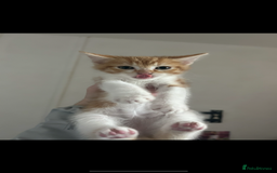 Mixed Breed cats for sale: 2 kittens for sale  - Image 2