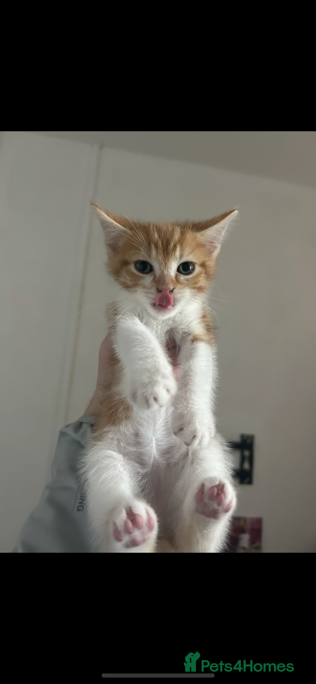Mixed Breed cats for sale: 2 kittens for sale  - Image 2