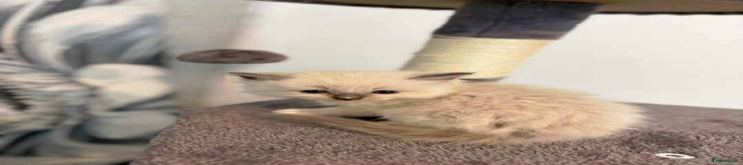 No collar 