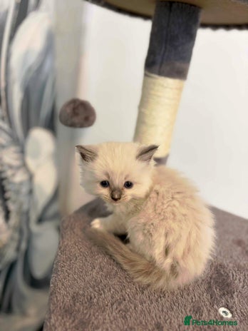 Ragdoll cats - Advert 1