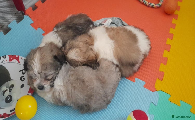 Mixed Breed dogs - Advert 1