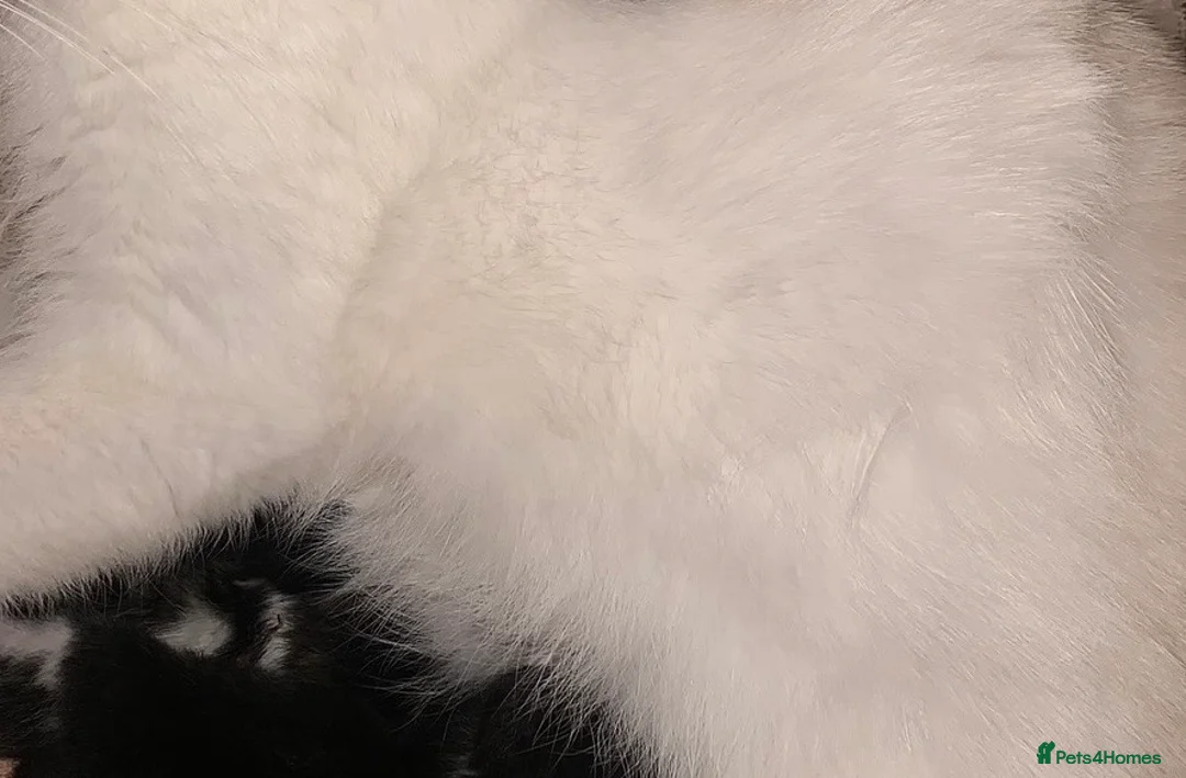 Mixed Breed cats for sale: Kittens for rehoming 1 boy 1 girl lovely colours  - Advert 7