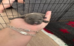 Staffordshire Bull Terrier dogs for sale: 🐶 KC Reg Staffordshire Bull Terrier Puppies 🐶 - Image 22