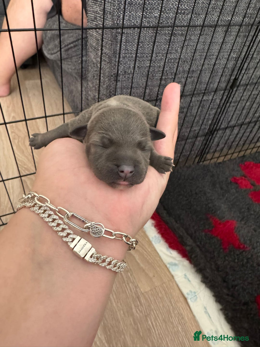 Staffordshire Bull Terrier dogs for sale: 🐶 KC Reg Staffordshire Bull Terrier Puppies 🐶 - Image 22