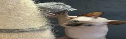 Sphynx cats for sale: sphynx canadian kittens ready to leave now  - Advert 6