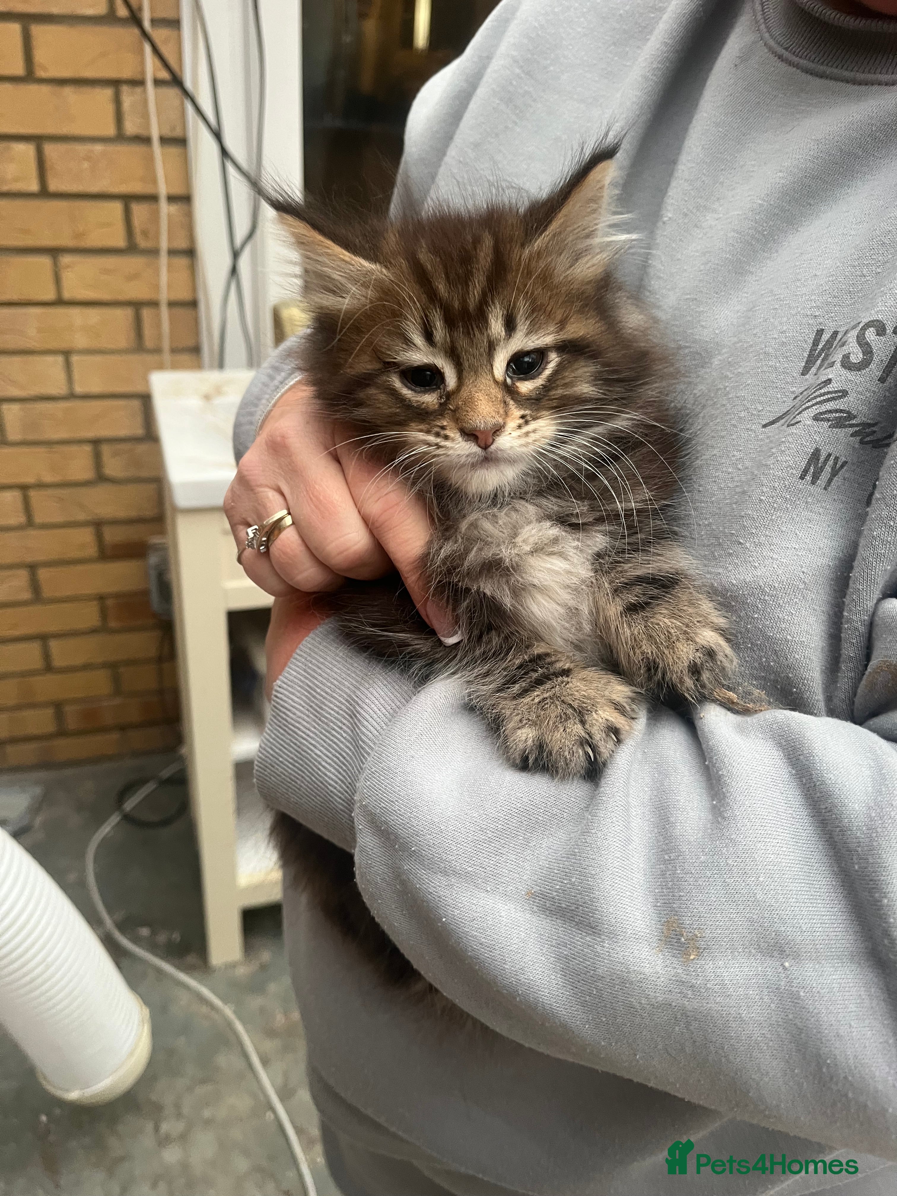 Maine Coon cats Maine coon kittens Ready For Their New Homes  - Advert 10