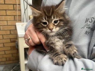 Maine Coon cats Maine coon kittens Ready For Their New Homes - Advert 10