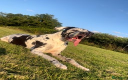 Great Dane dogs for stud: ** STUD ** Great Dane KC in Northampton - Image 1