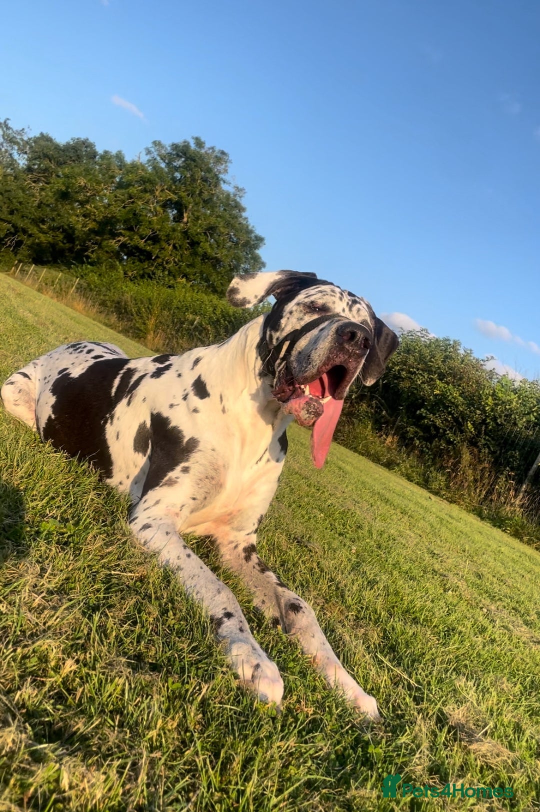 Great Dane dogs for stud: ** STUD ** Great Dane KC in Northampton - Image 1
