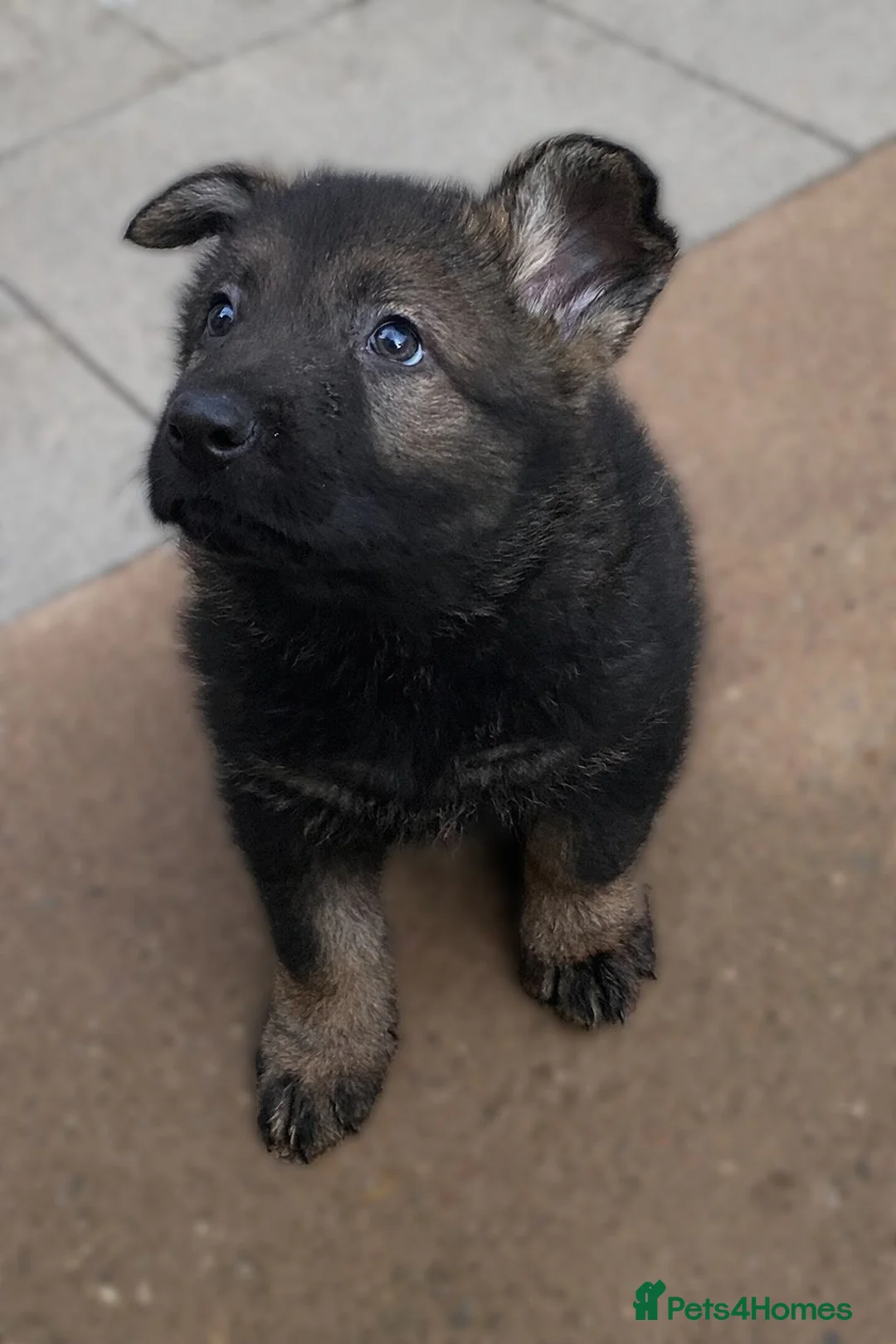 German Shepherd dogs for sale: Rare DDR German shepherds ‼️ - Advert 4