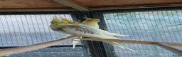 Cockatiels birds for sale: Baby cockatiels for sale, ready now - Advert 11