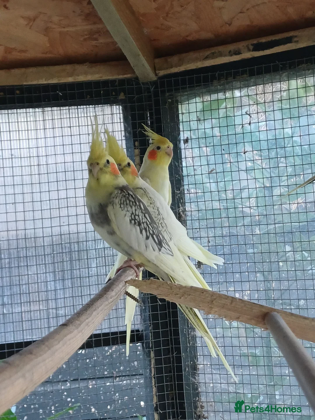 Cockatiels birds for sale: Baby cockatiels for sale, ready now - Advert 11
