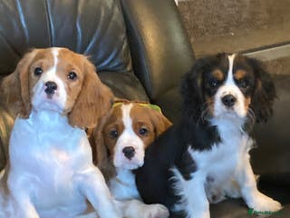 Cavalier King Charles Spaniel dogs Dna tested cavalier puppies - Advert 3