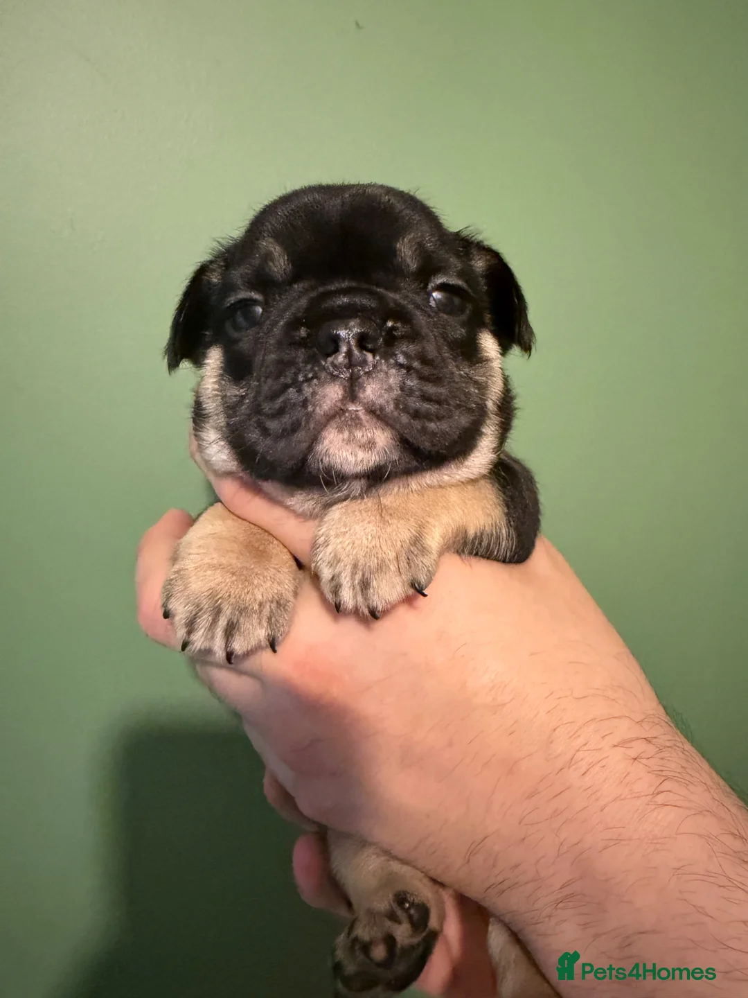 French Bulldog dogs for sale: Fluffy  **  puppies  in Inverkeithing - Advert 2