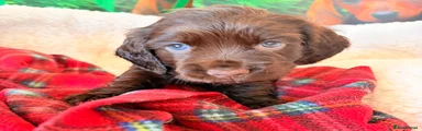 Cocker Spaniel 5