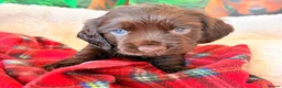 Cocker Spaniel dogs for sale: KC show cocker spaniel puppies Simbawood sire  - Advert 14
