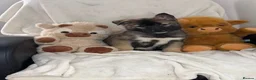Siberian Husky dogs for sale: Siberian husky puppies  - Advert 10