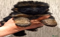 German Shepherd dogs for sale: Superb litter from up coming Top German Male  - Image 7