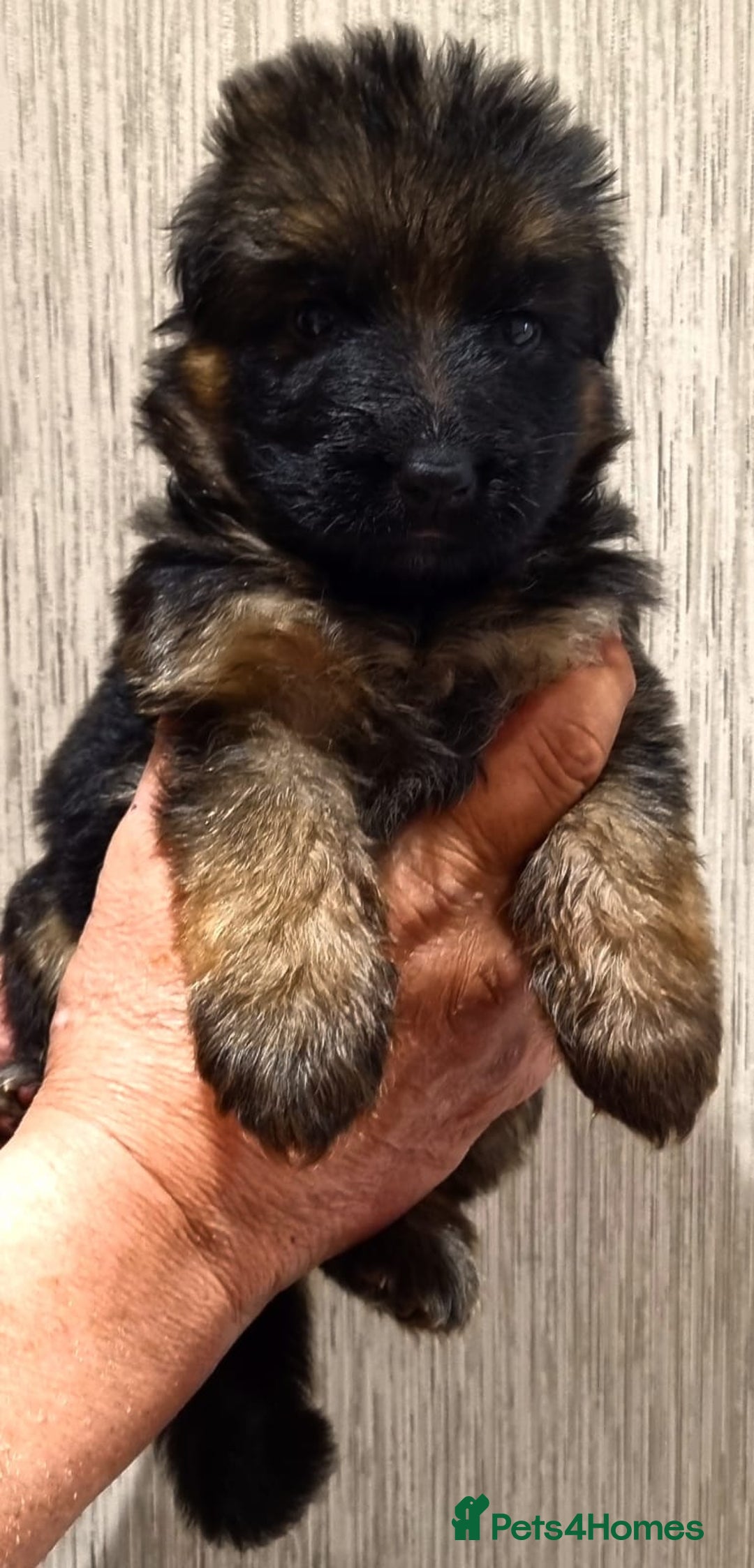 German Shepherd dogs for sale: Superb litter from up coming Top German Male  - Image 7