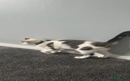 Mixed Breed cats for sale: Kittens for sale - Image 2