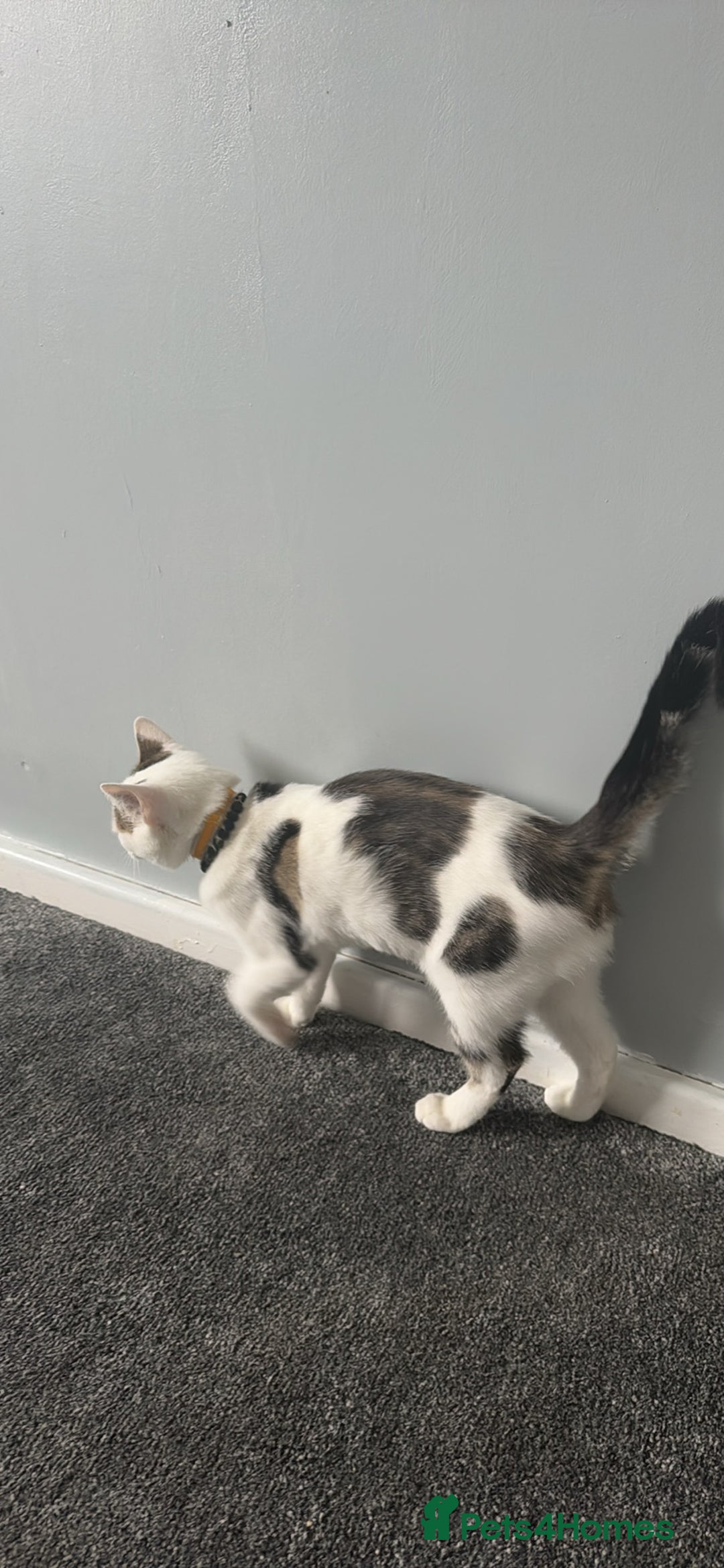 Mixed Breed cats for sale: Kittens for sale - Image 2