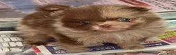 Pomeranian dogs for sale: Only UK Pomeranian Pups All 263 DNA tests clear  in Bishop Auckland - Advert 7