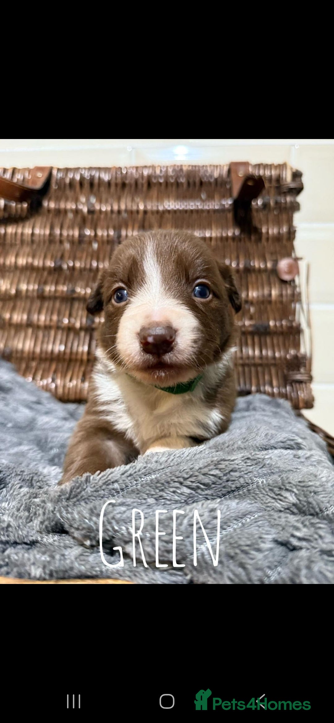 Border Collie dogs for sale: Brown,tan and white border collie pups for sale  - Advert 11