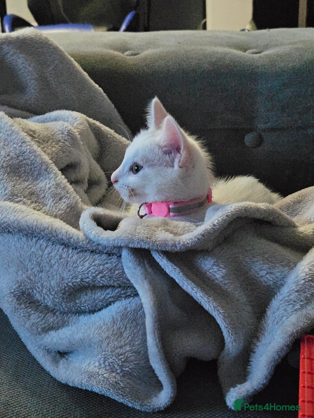 Mixed Breed cats for sale: Khao manee x russian - Image 3