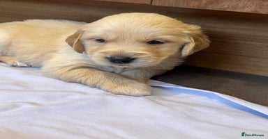 Golden Retriever dogs - Advert 14