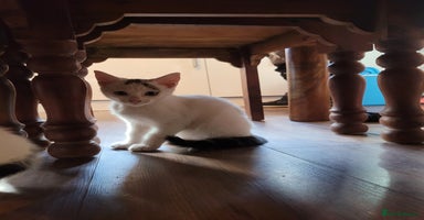 Mixed Breed cats - Advert 10