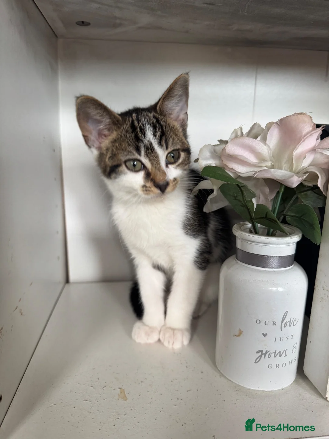 Mixed Breed cats for sale: Kitten  - Advert 2