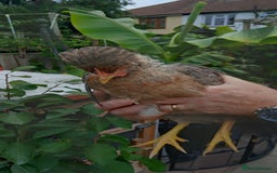 Chickens poultry for sale: 2 x legbar punets - Image 1