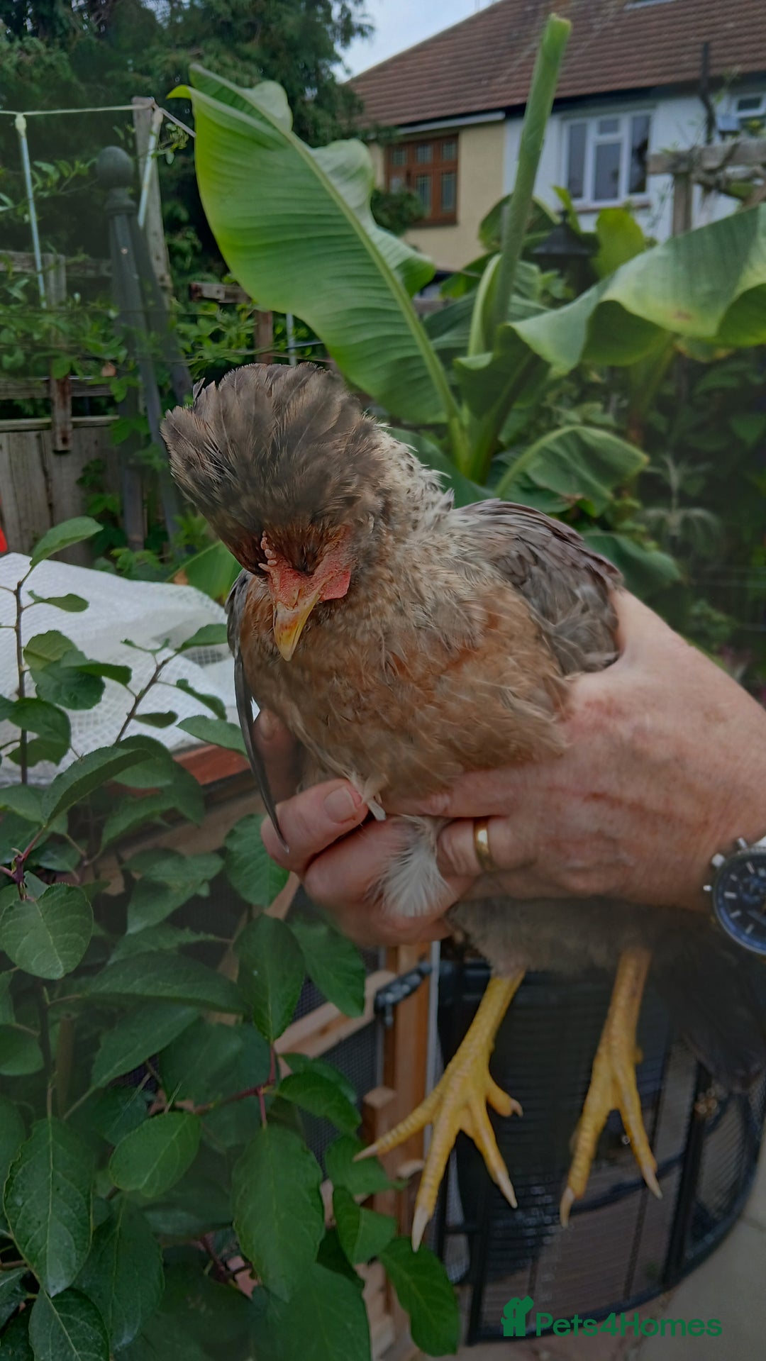 Chickens poultry for sale: 2 x legbar punets - Image 1