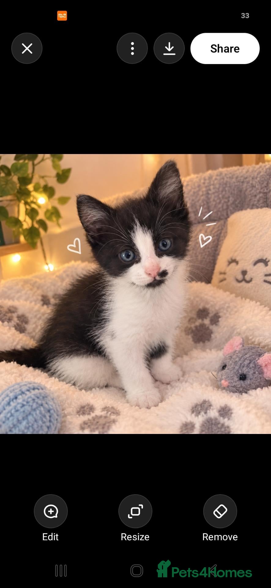Mixed Breed cats Five beautiful kitten 3 girls 2 boys - Advert 1